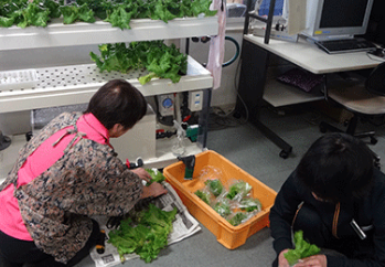 野菜