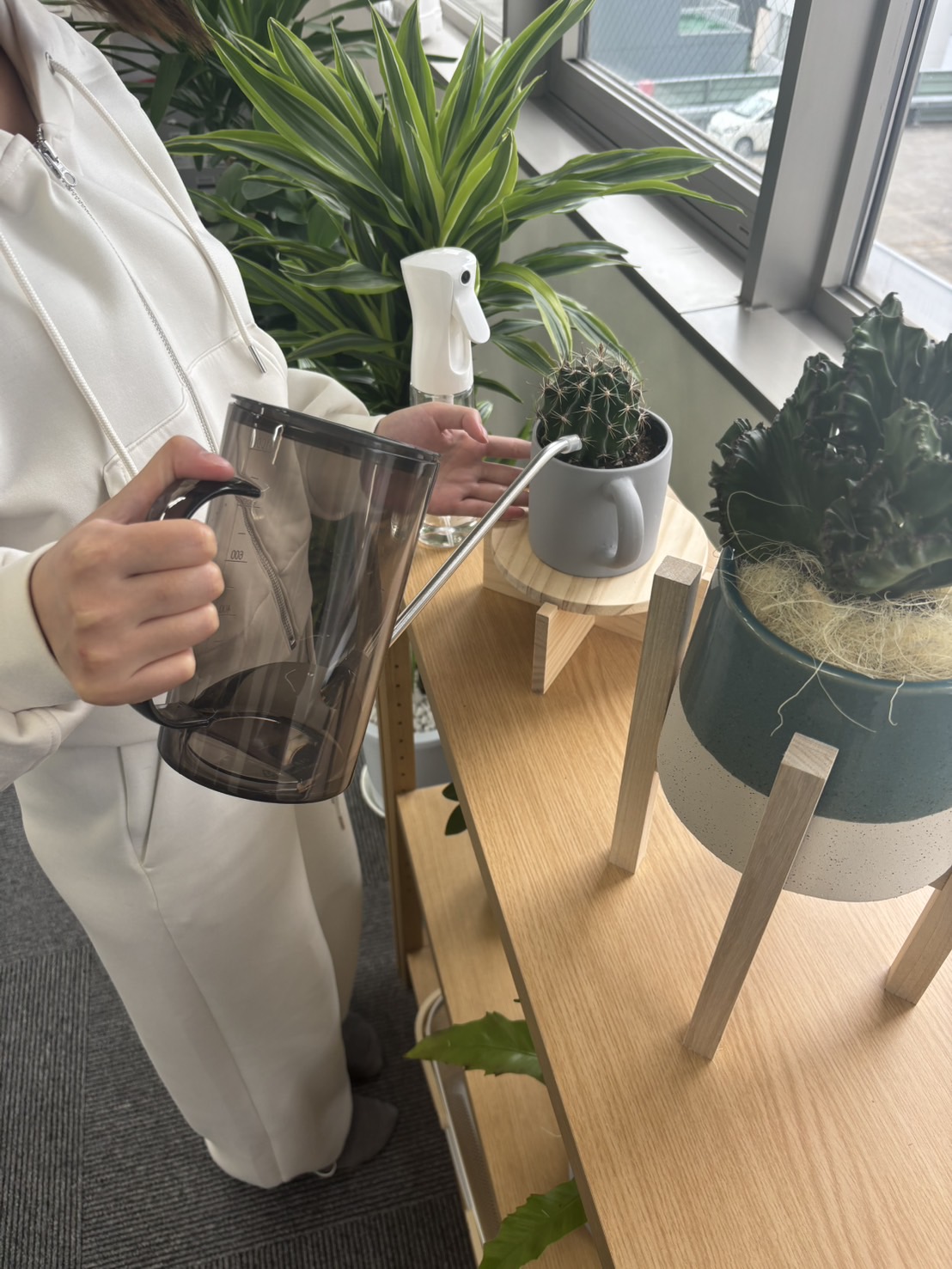 観葉植物レンタルの観葉植物のお世話をしています