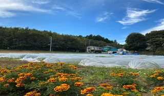 マリーゴルドが咲く畑