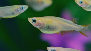 めだかば_サポート2