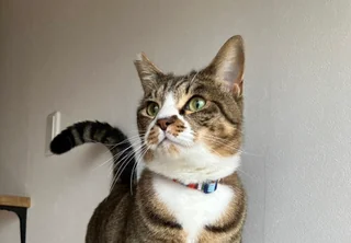 猫様