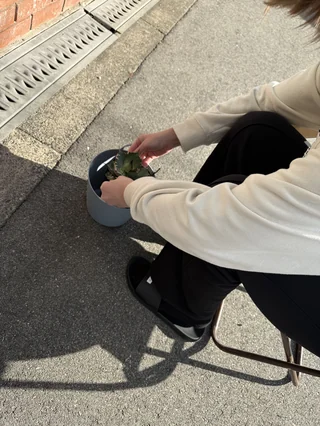 アガベ水やり①.jpg