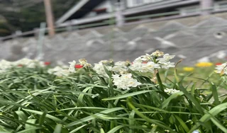 ライフナース春日