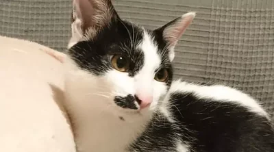 NDFねこ
