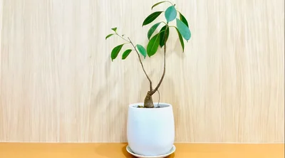 【船橋】スタッフ⑧