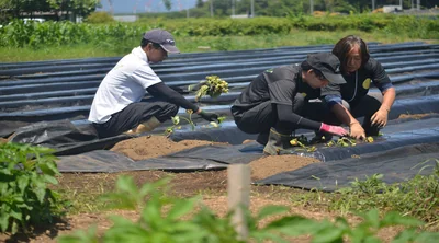 さつまいも定植