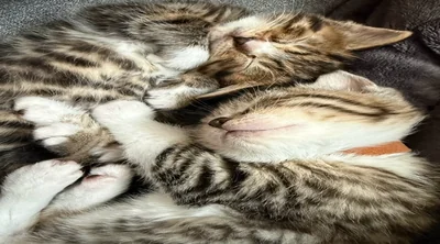 スクリーンショット 2026-04-03 183036.png