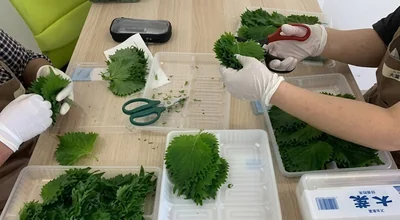 大葉