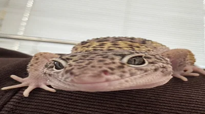 とかげちゃん１